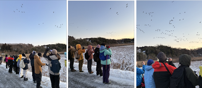 伊豆沼の野鳥観察 (2)